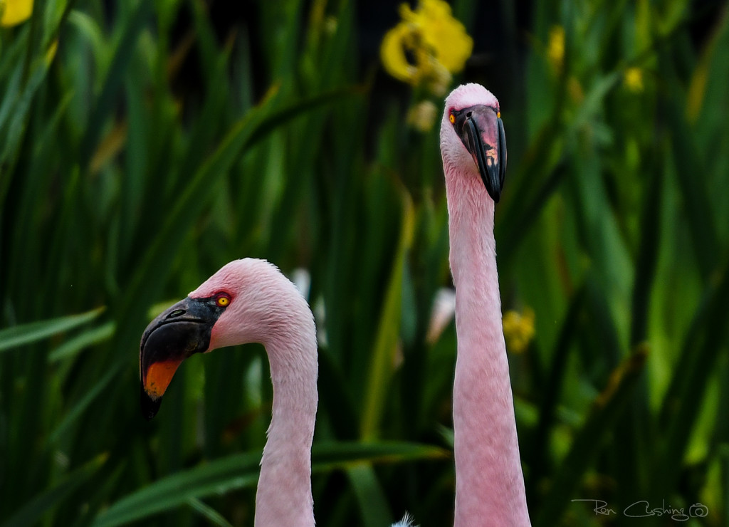 Flamingo Friday '20 06 by stray_shooter