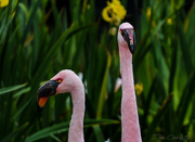 7th Feb 2020 - Flamingo Friday '20 06