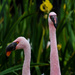 Flamingo Friday '20 06 by stray_shooter