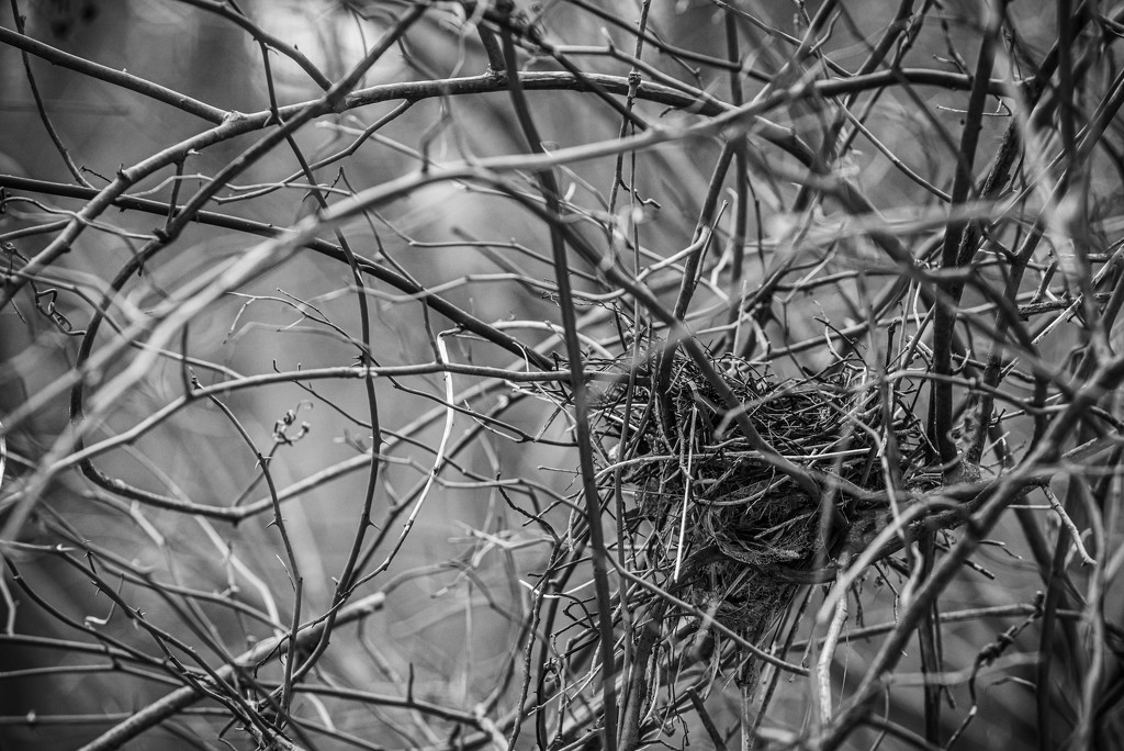 nesting by jackies365