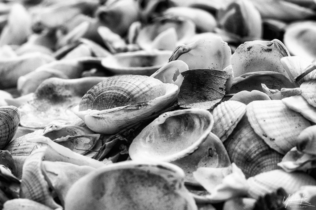 Shells by yorkshirekiwi
