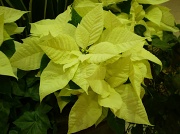 1st Jan 2011 - yellow poinsettia