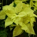 yellow poinsettia by summerfield