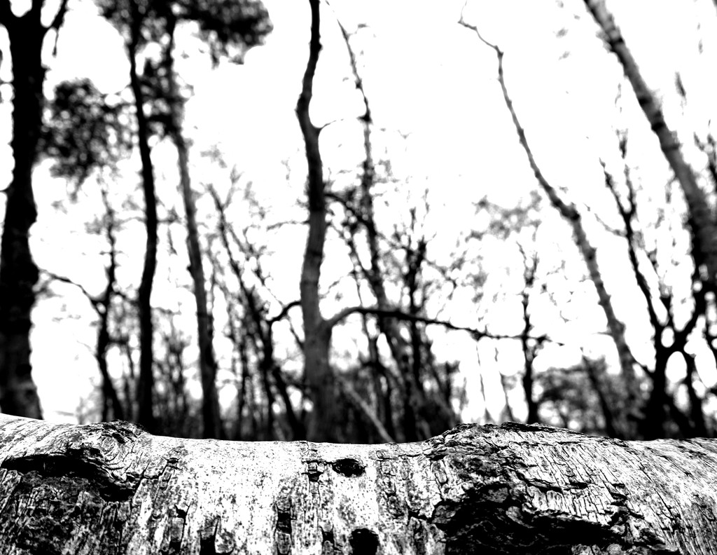 8th Feb birch log by valpetersen