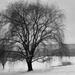 Weeping Willow in B&W by mittens