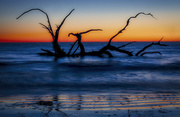 8th Feb 2020 - Driftwood Beach Sunrise