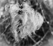 8th Feb 2020 - Old mans beard.........