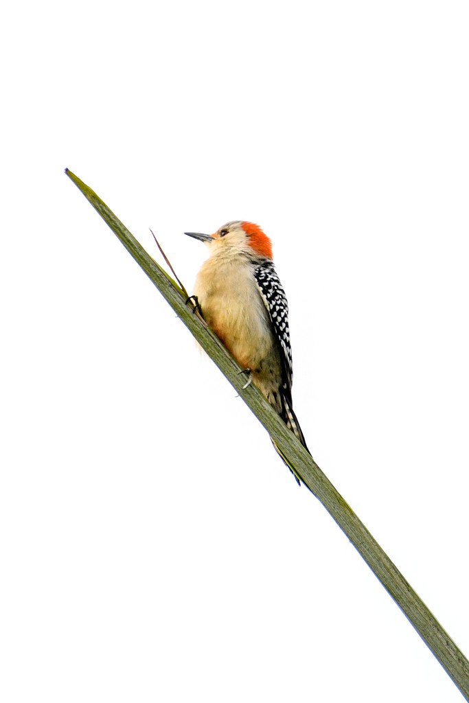 Baby woodpecker by danette