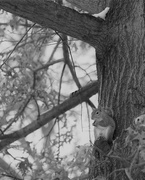 8th Feb 2020 - February 8: Squirrel in the Oak Tree