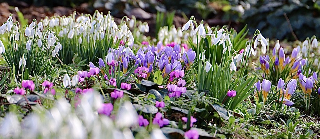 Spring Colour by carole_sandford