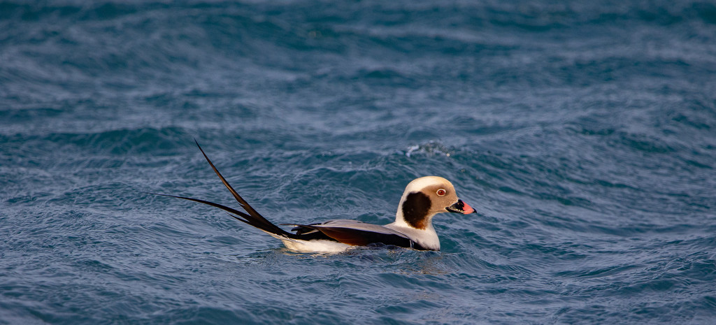 Long Tailed Duck by lifeat60degrees