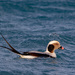 Long Tailed Duck by lifeat60degrees