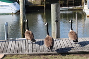 8th Feb 2020 - Standing on the dock of the bay.....