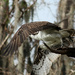 Osprey, Taking flight. by rob257