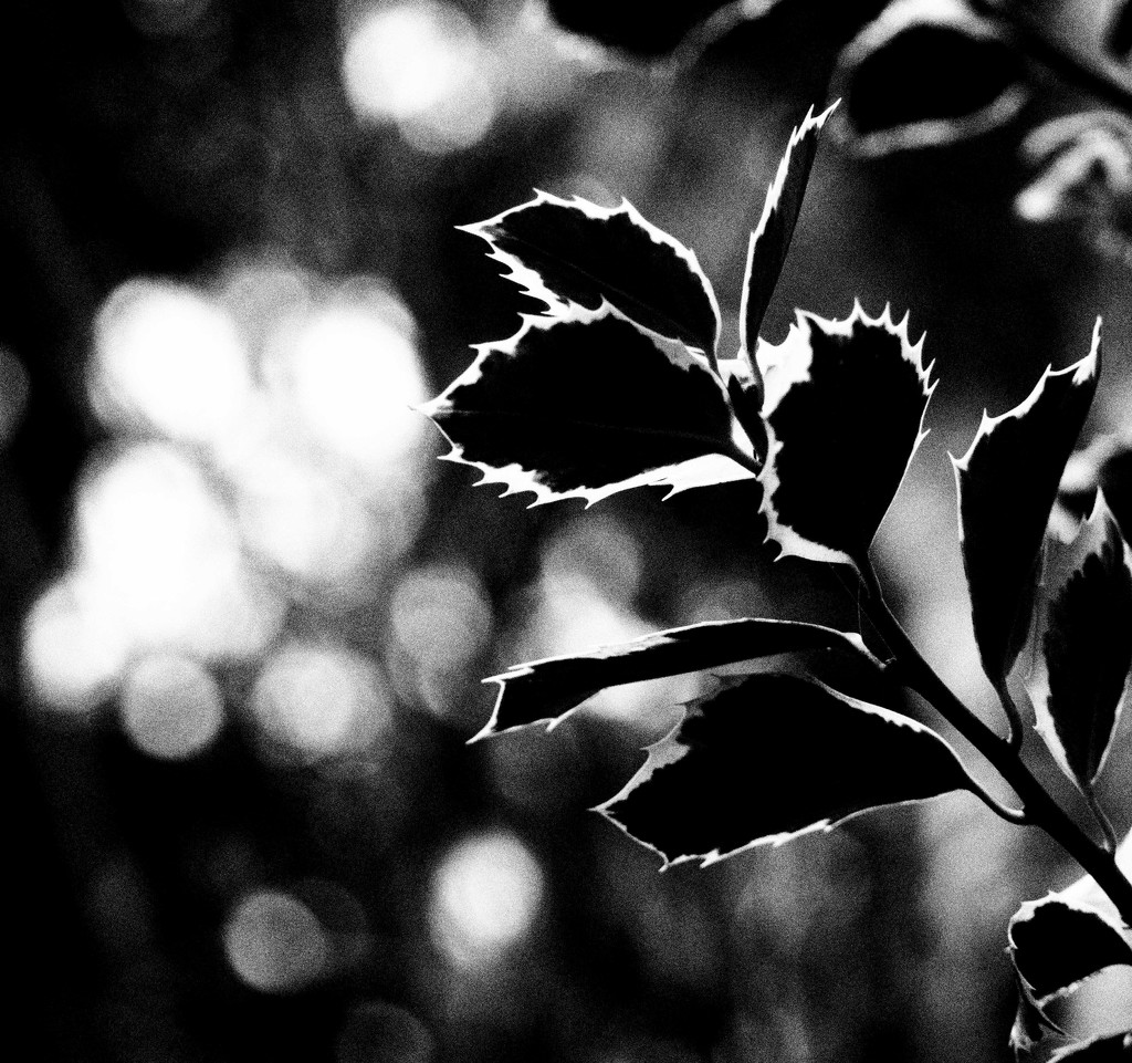 Holly and bokeh by jacqbb