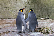 8th Feb 2020 - P-p-pick up a penguin