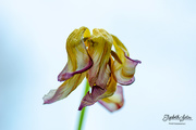8th Feb 2020 - Withered tulip