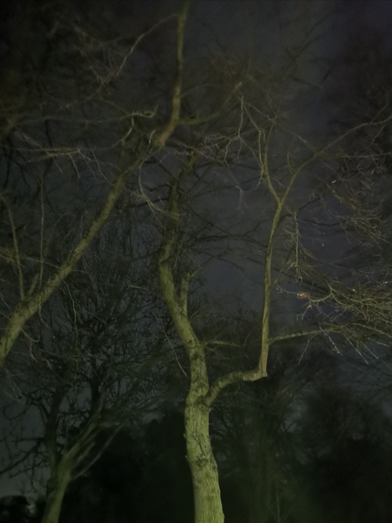 Eerie trees  by plainjaneandnononsense