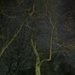 Eerie trees  by plainjaneandnononsense