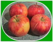 8th Feb 2020 - Four Gala apples.