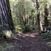 Camping at Jed Smith Redwoods by pandorasecho