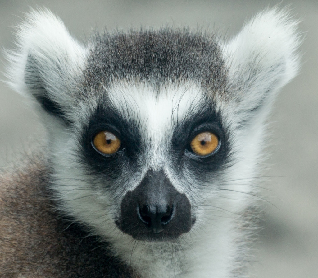 Ring-tailed lemur by creative_shots