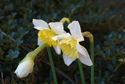 7th Feb 2020 - Daffy light