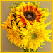 Sunflowers  by ludwigsdiana