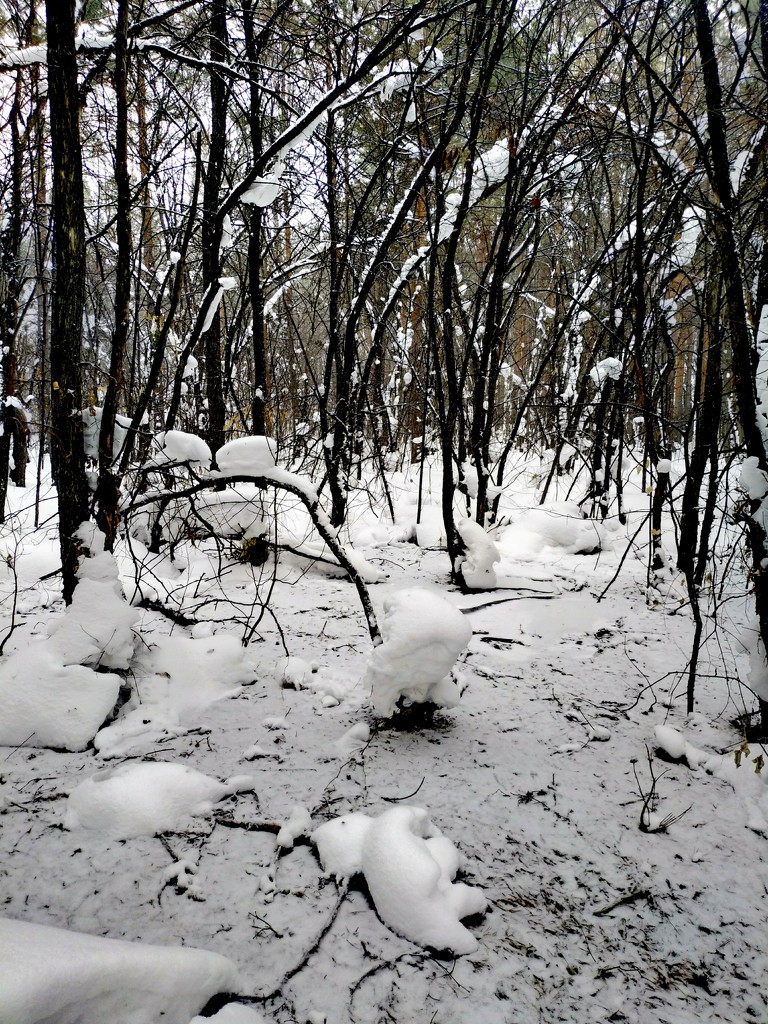 На прогулке в лесу  by natalytry