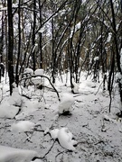5th Feb 2020 - На прогулке в лесу 