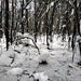 На прогулке в лесу  by natalytry