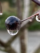 8th Feb 2020 - Berry and Raindrop