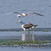 Caspian tern fights back! by maureenpp
