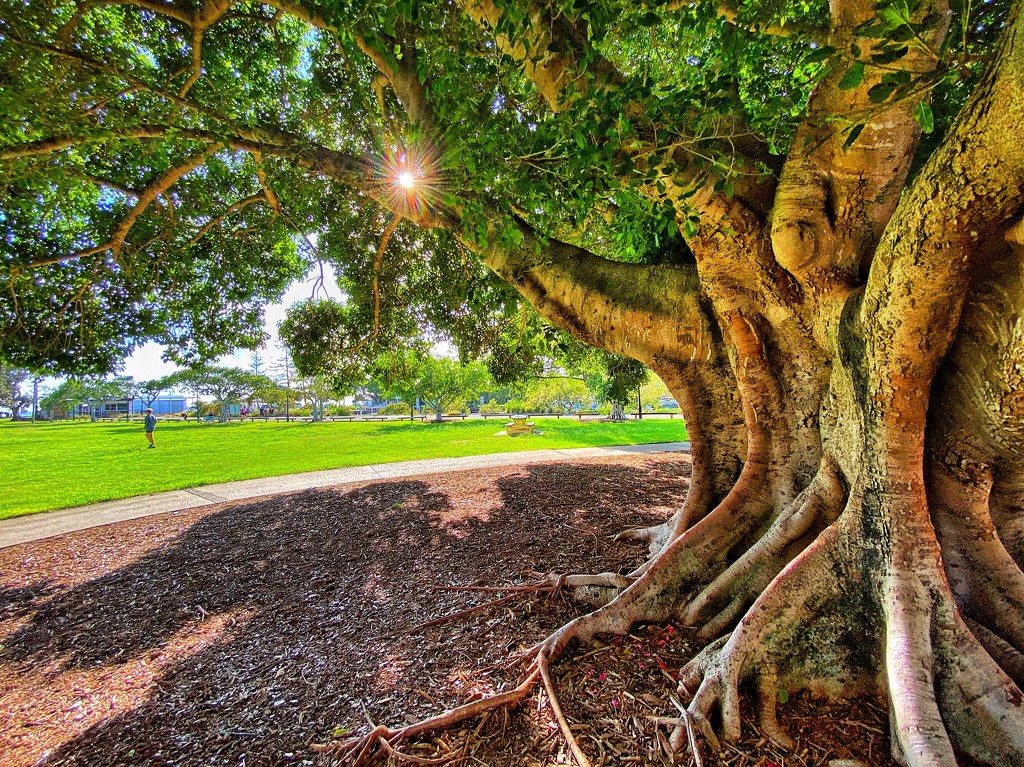 Moreton Bay Fig revisited by corymbia