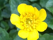 6th Feb 2020 - Celandine Flower