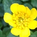 Celandine Flower by cataylor41