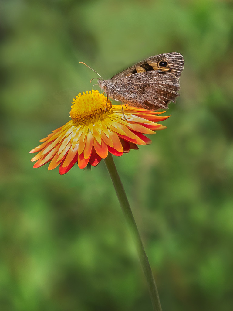 Just brown butterfly by gosia