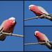 Galahs On A Wire by merrelyn