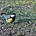 Another great tit by rosiekind
