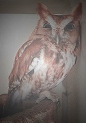 6th Feb 2020 - Day 37: Red Eastern Screech Owl 