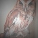 Day 37: Red Eastern Screech Owl  by jeanniec57
