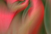 9th Feb 2020 - Tulips in abstract........