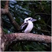 Kookaburra Sits In The Old Gum Tree ~     by happysnaps