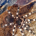 Tarantula by larrysphotos