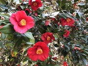 9th Feb 2020 - Camellias 
