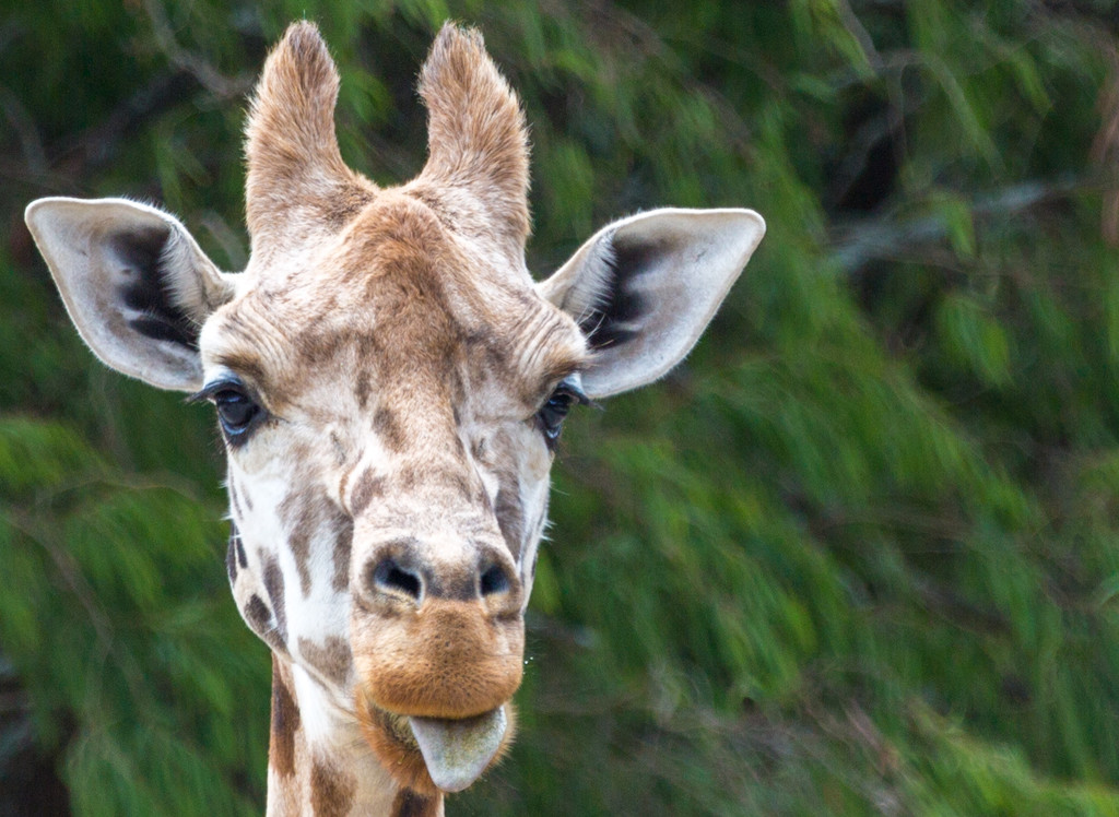 Closeup of Giraffe at the Zoo by creative_shots