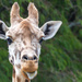 Closeup of Giraffe at the Zoo by creative_shots