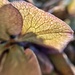 Hydrangea macro. by cocobella
