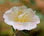 7th Feb 2020 - LHG_ 9759- camellia peachy