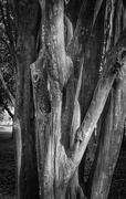 5th Feb 2020 - Trunks of crepe myrtle trees